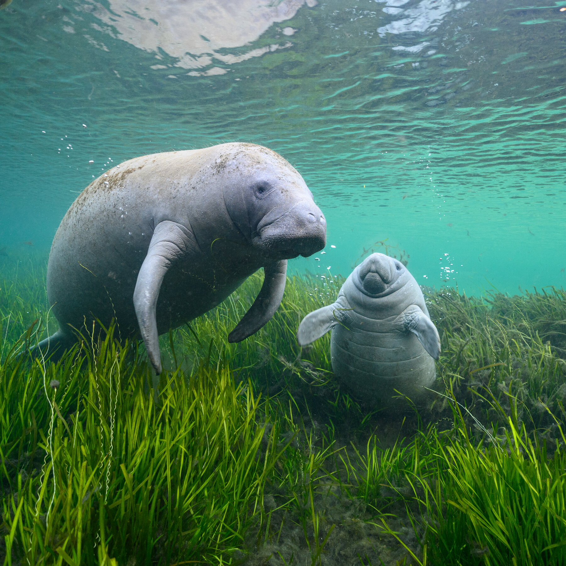Manatees underwater