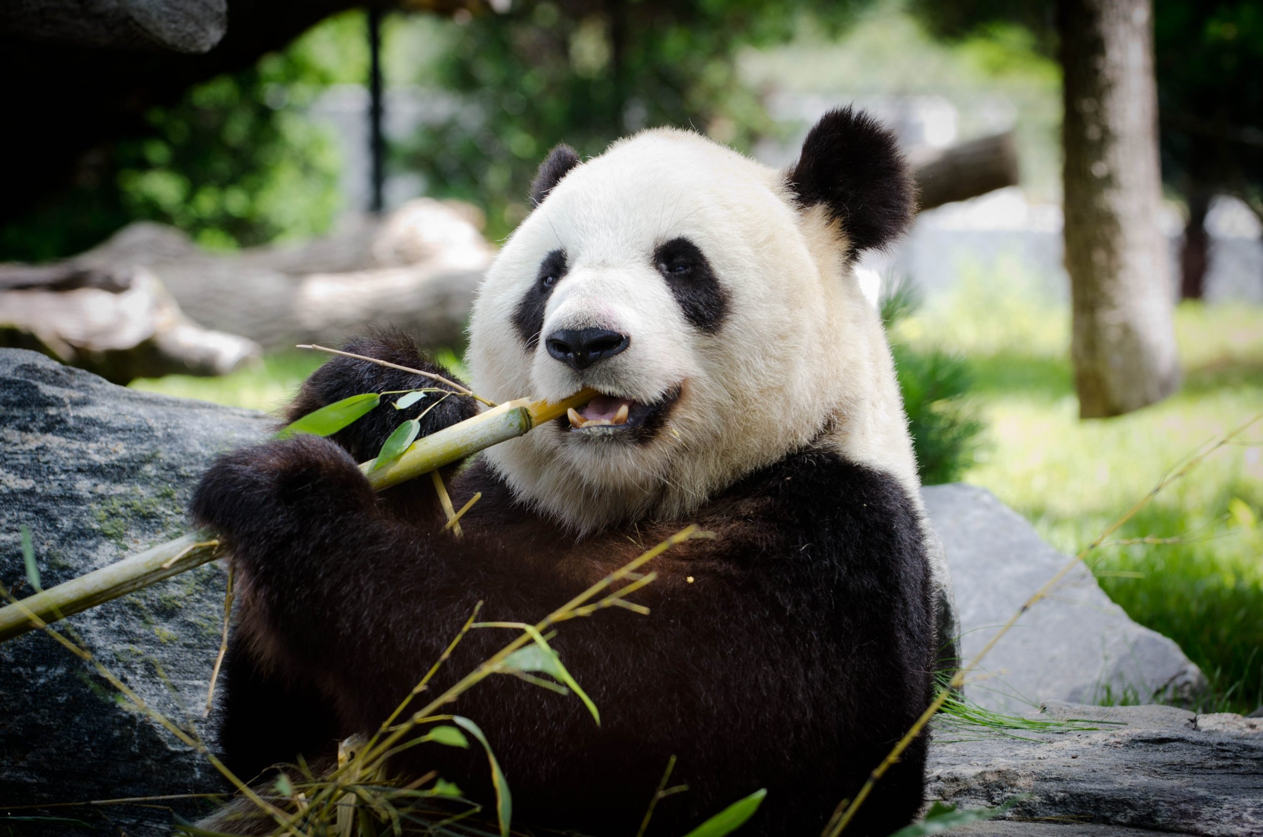 Panda chewing on Bamboo
