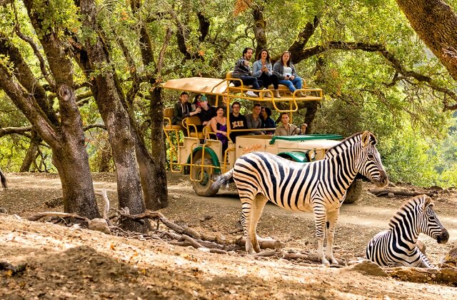 Trolley riding through Grasslands, Zebras section